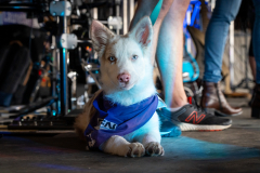 Foulee_Servonnaise_2025_A7408106